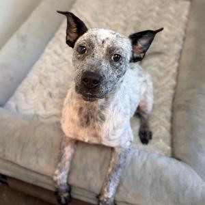 A white dog with black spots sitting on a gray couch.