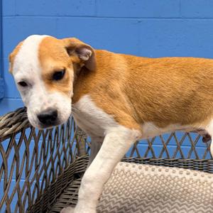 Monte, Hound, available for adoption