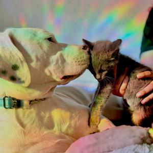 Sandy, Terrier, Pit Bull, young, available for adoption