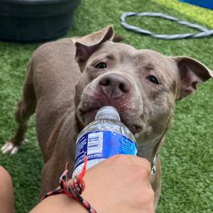 Journey (Foster), Terrier, Pit Bull, young, available for adoption