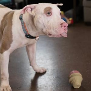 Fabio, Terrier, Pit Bull, adult, available for adoption