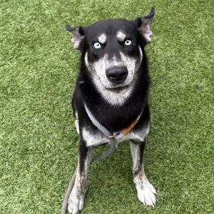 Tucker, Husky, young, available for adoption