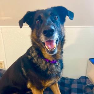 Maybelline, Shepherd, adult, available for adoption