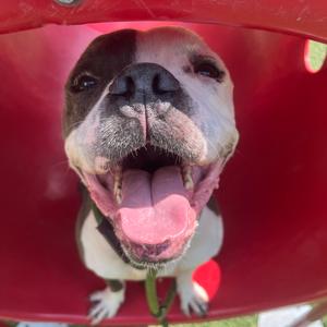 Knuckles, Terrier, American Staffordshire, adult, available for adoption