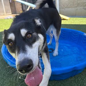 Nikita, Husky, young, available for adoption