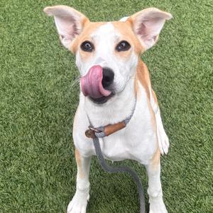 Fraya, Husky, young, available for adoption