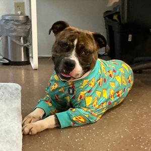 Janoe, Boxer, young, available for adoption