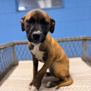 Millie, Hound, available for adoption
