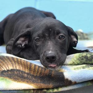 Inori (Foster), Terrier, available for adoption