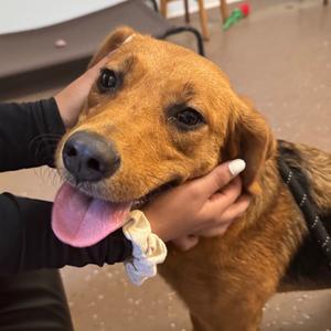 Caroline, Mixed Breed (Medium), young, available for adoption