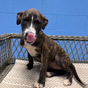 Miley, Hound, available for adoption