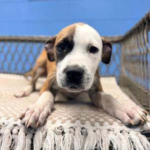 Martie, Hound, available for adoption