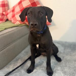 Razzle, Retriever, Black Labrador, available for adoption