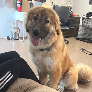 Bali, Shepherd, young, available for adoption