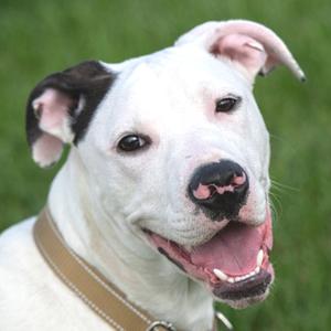 Zak Zak, Terrier, Pit Bull, available for adoption