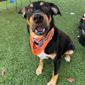 D'Angelo, Shepherd, adult, available for adoption