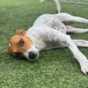 Lucy, Foxhound, American, young, available for adoption