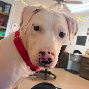 Casper, Terrier, Pit Bull, available for adoption
