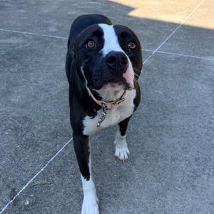 A black and white dog standing on a concrete surface, looking up with its tongue slightly out.