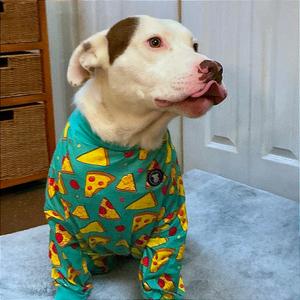 Teddy, Terrier, Pit Bull, young, available for adoption
