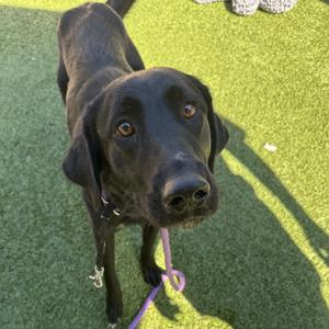 Madra, Retriever, Black Labrador, young, available for adoption