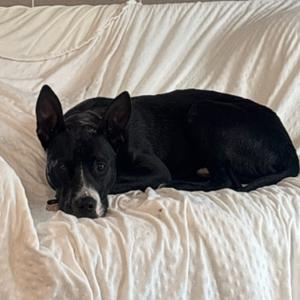 Wallie (foster), Terrier, Pit Bull, young, available for adoption