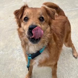 Gilda Gorda (GG), Terrier, adult, available for adoption