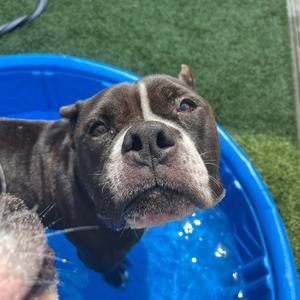 Jasmine, Terrier, Pit Bull, adult, available for adoption