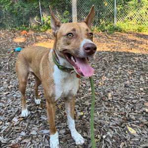 A brown and white dog with a green collar standing on a mulch-covered ground, holding a green leash in its mouth.