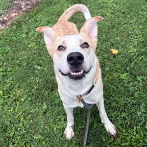 Maxwell Pierre, Husky, young, available for adoption