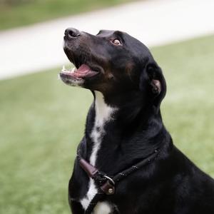 Cosmo, Retriever, Labrador, adult, available for adoption