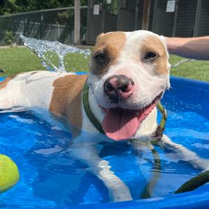 Ripley, Terrier, American Pit Bull, adult, available for adoption