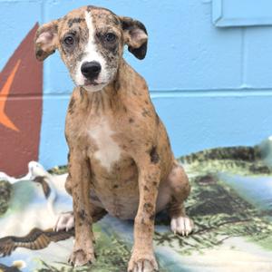 Erza (Foster), Terrier, available for adoption