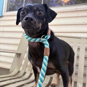 Luna (Foster), Chihuahua, adult, available for adoption