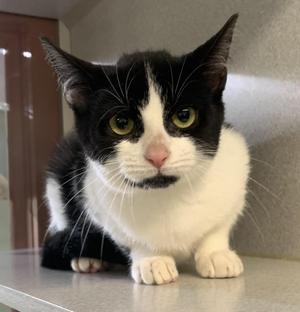 Oreo, kitten, available for adoption