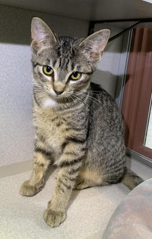 A tabby cat with striking green eyes sits on a light-colored surface, looking directly at the camera.