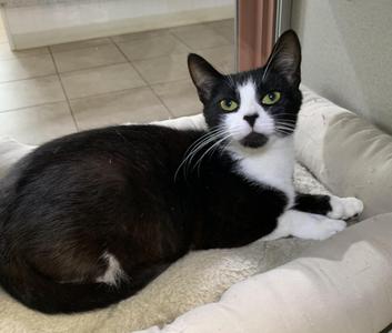 Tinkerbell, young, available for adoption