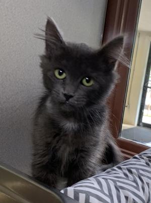 A fluffy gray kitten with bright green eyes sitting on a patterned surface.