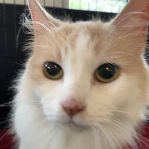 Peaches, adult, available for adoption