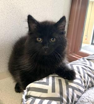 Espresso, kitten, available for adoption