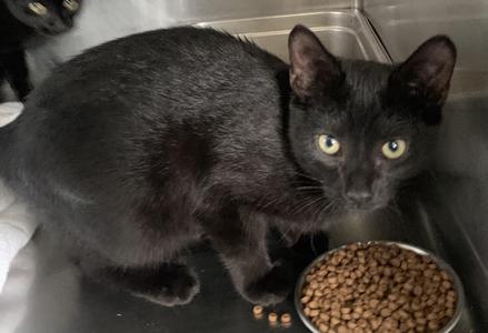 A black cat with yellow eyes is standing next to a bowl of cat food.