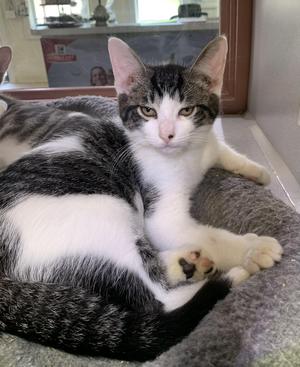 Dewey, young, available for adoption