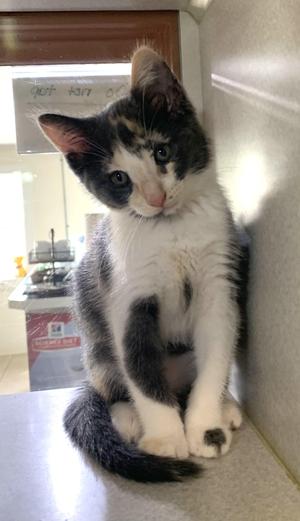 Matcha, kitten, available for adoption