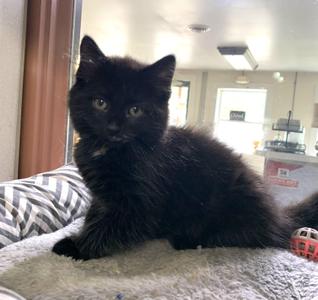 Chai, kitten, available for adoption