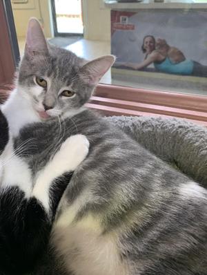 A gray and white cat sitting on a person's lap, looking at the camera with its tongue slightly out.