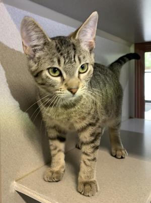 Mork, young, available for adoption