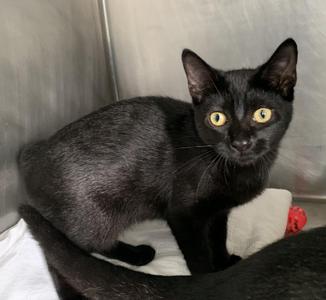 Princess, young, available for adoption