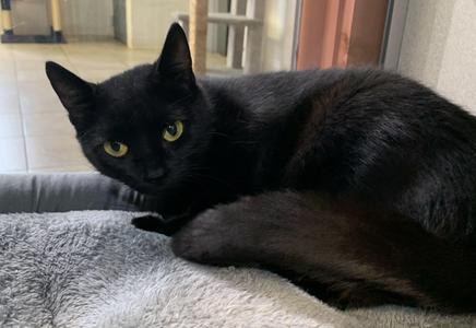 Mina, young, available for adoption
