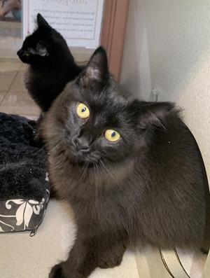 Broccoli, kitten, available for adoption