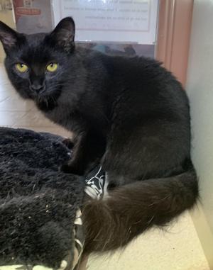 Carrots SPONSORED, kitten, available for adoption